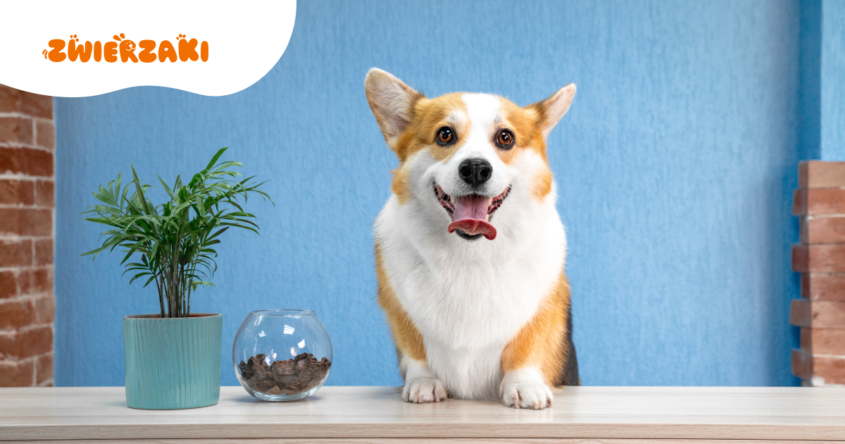 Zwierzaki w hotelu: jak znaleźć pet-friendly miejsca i co zabrać?