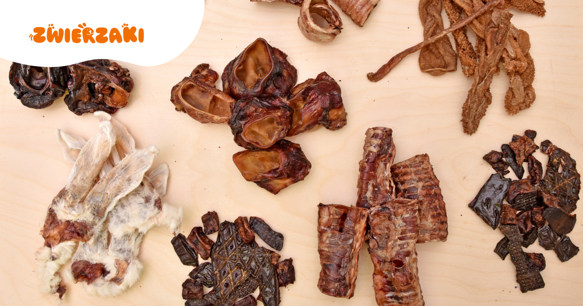 Najlepsze przysmaki dla starszych psów: co warto podawać?