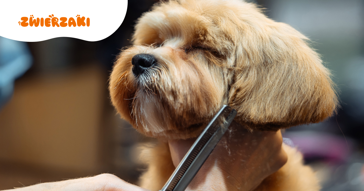 Puppy cut. Uniwersalna i urocza fryzura dla psów