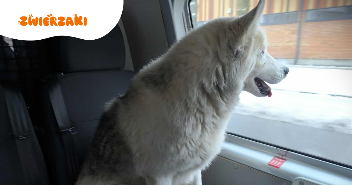 Pies „pasażer na gapę” w pociągu do Warszawy. Historia czworonoga z Ciechanowa podbija sieć