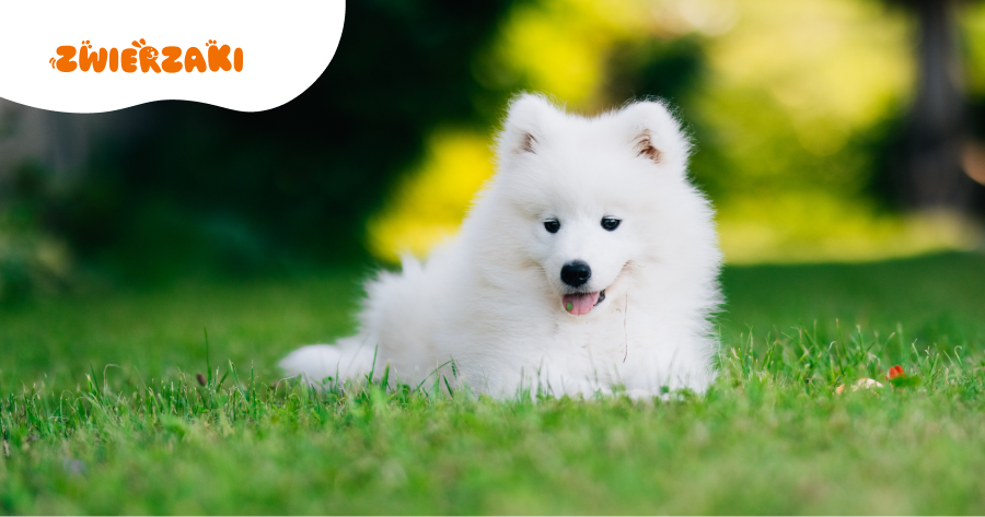 Czy samojed nadaje się do mieszkania? Poznaj plusy i wyzwania