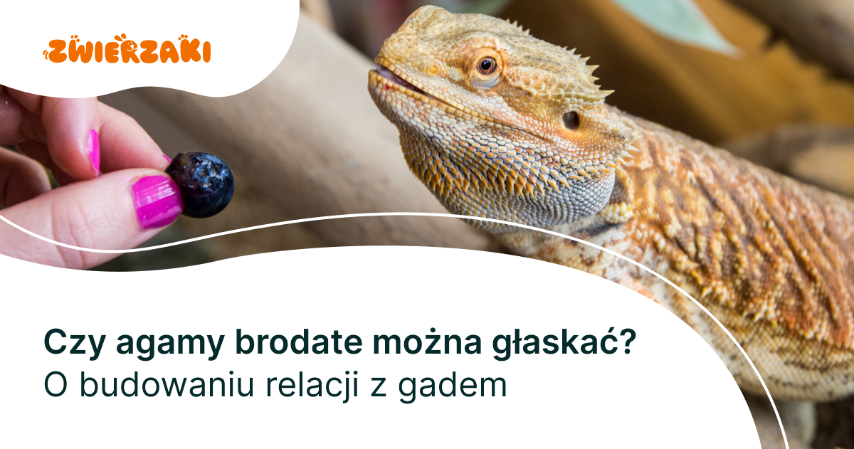 Czy agamy brodate można głaskać? O budowaniu relacji z gadem