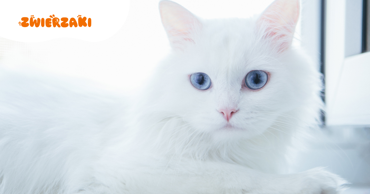 Kot turecki Van: wyjątkowy kot z zamiłowaniem do wody