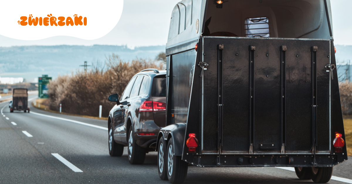 Koń i stres transportowy. Jak przygotować zwierzę do podróży?