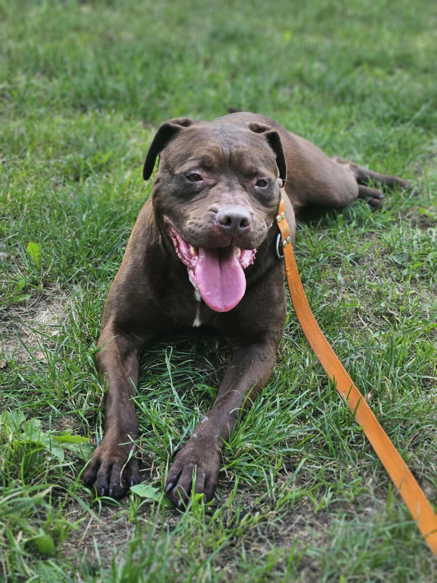Pitbull Rednose Dasza 