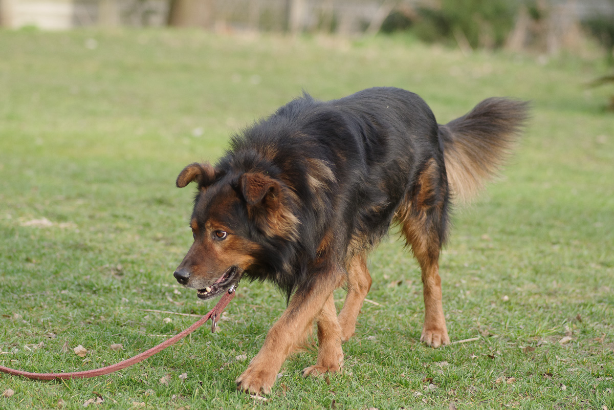 Zorro 