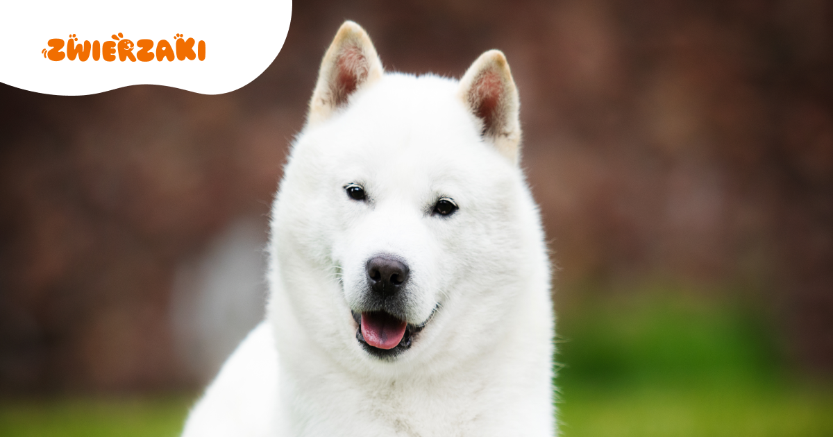 Hokkaido Inu to pies pełen lojalności i energii. Dla jakich opiekunów się sprawdzi?