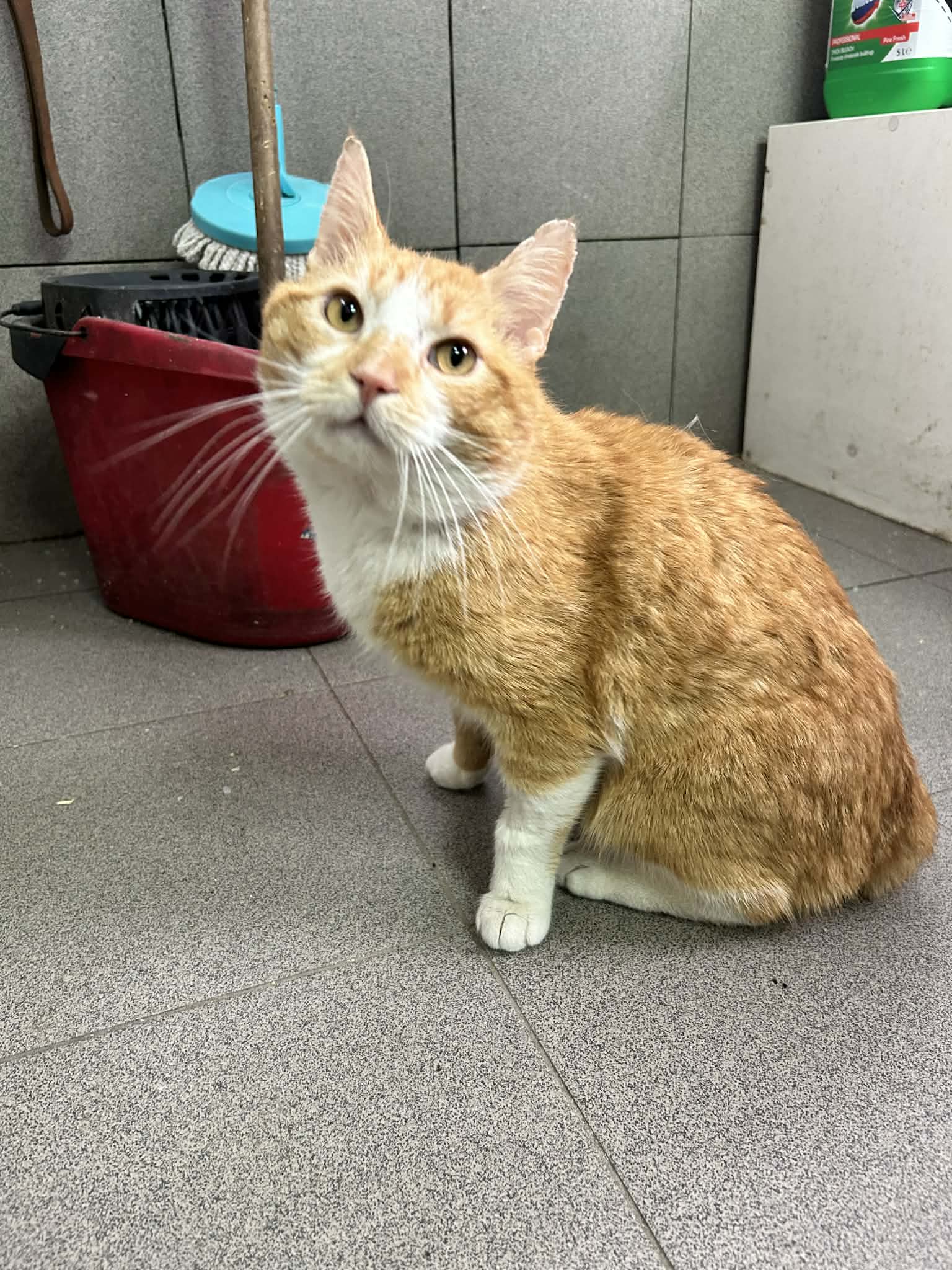 Rudy kocurek szuka domu schronisko Zgierz-aktualne 