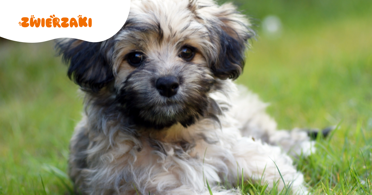 Zalety posiadania havanese: jak dbać o tę rasę psów?