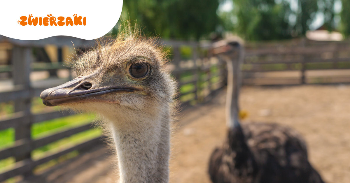 4 lata więzienia za zakatowanie strusia Zenka – jeden z najwyższych wyroków w historii Polski