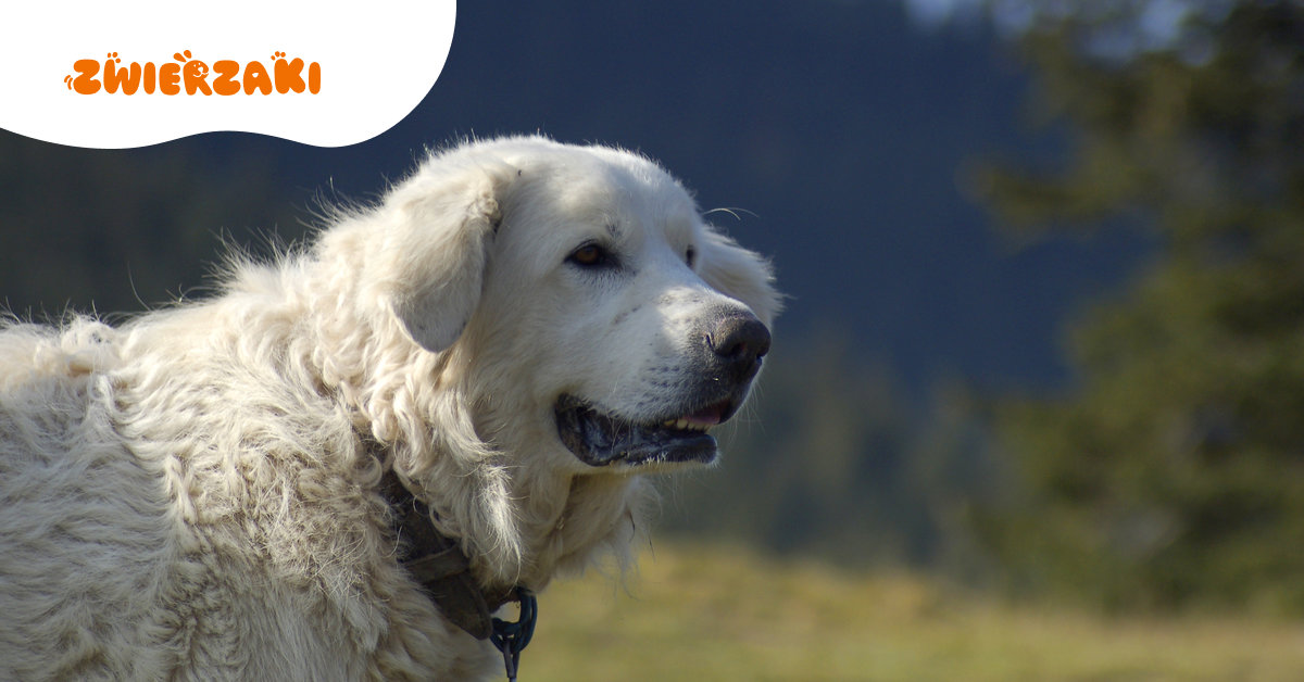 70‑latek z Brzezi zabił dwa owczarki podhalańskie. Tłumaczył, że były agresywne