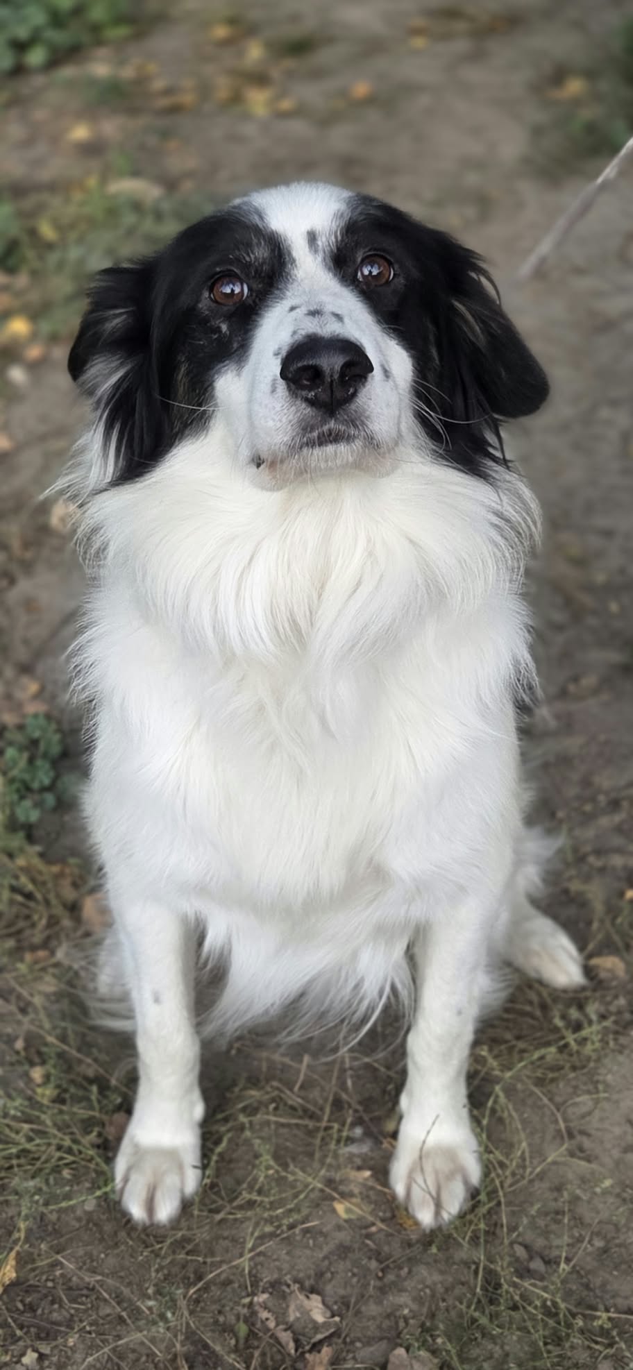 Lewy Border Colie szuka domu