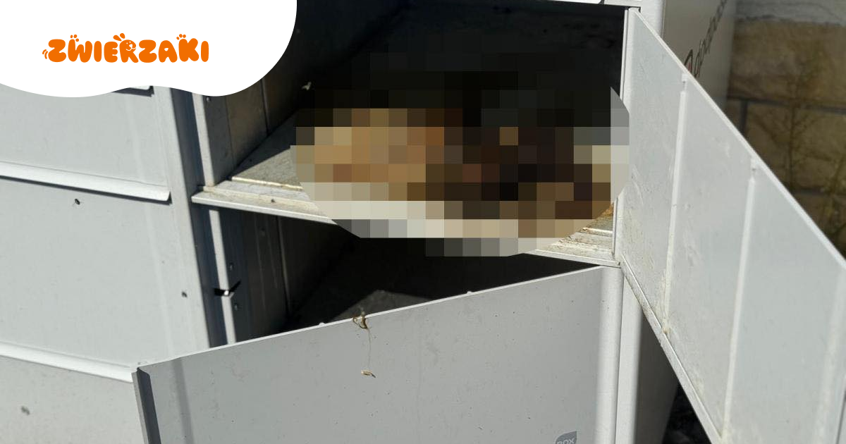Martwy kot w paczkomacie w Katowicach – policja bada sprawę