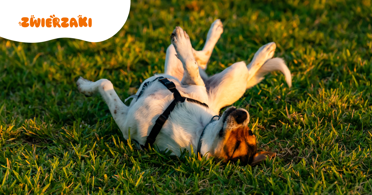 Pies często się drapie, ale nie ma pcheł: co jeszcze może być przyczyną?