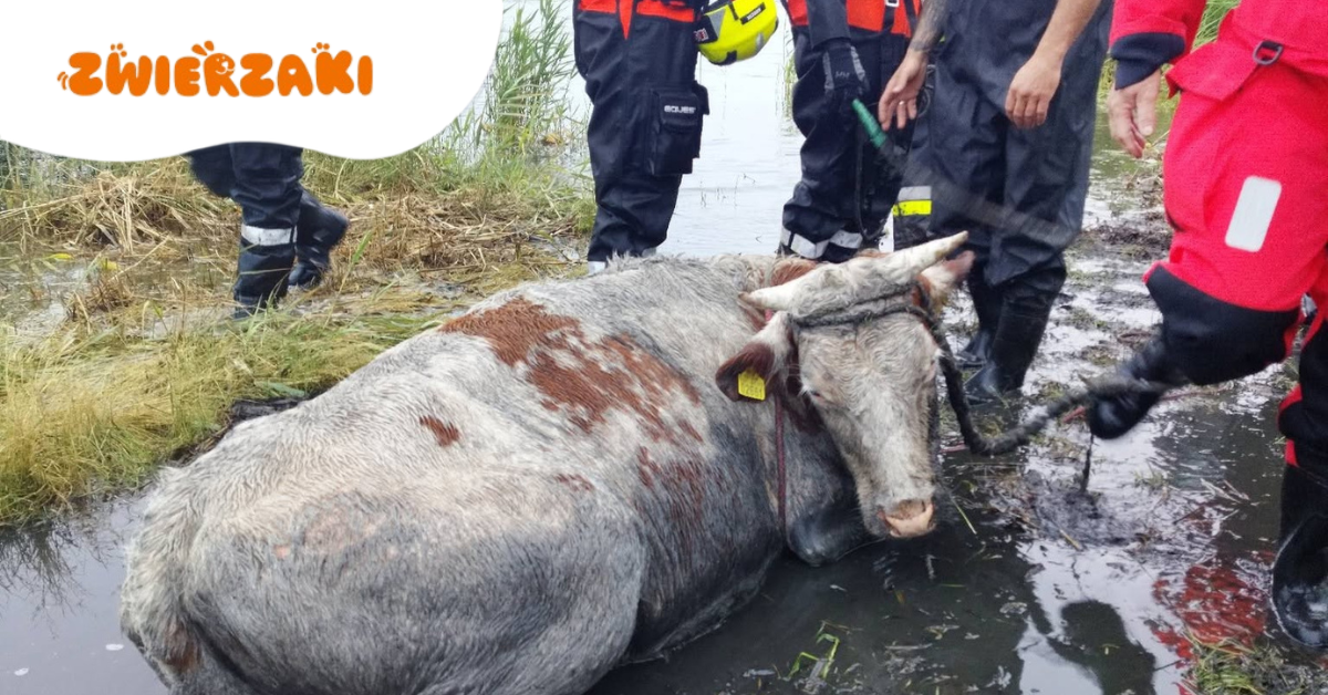 Krowa tonęła w kanale przy jeziorze Łebsko. Uratowało ją 25 osób – zwierzę żyje!