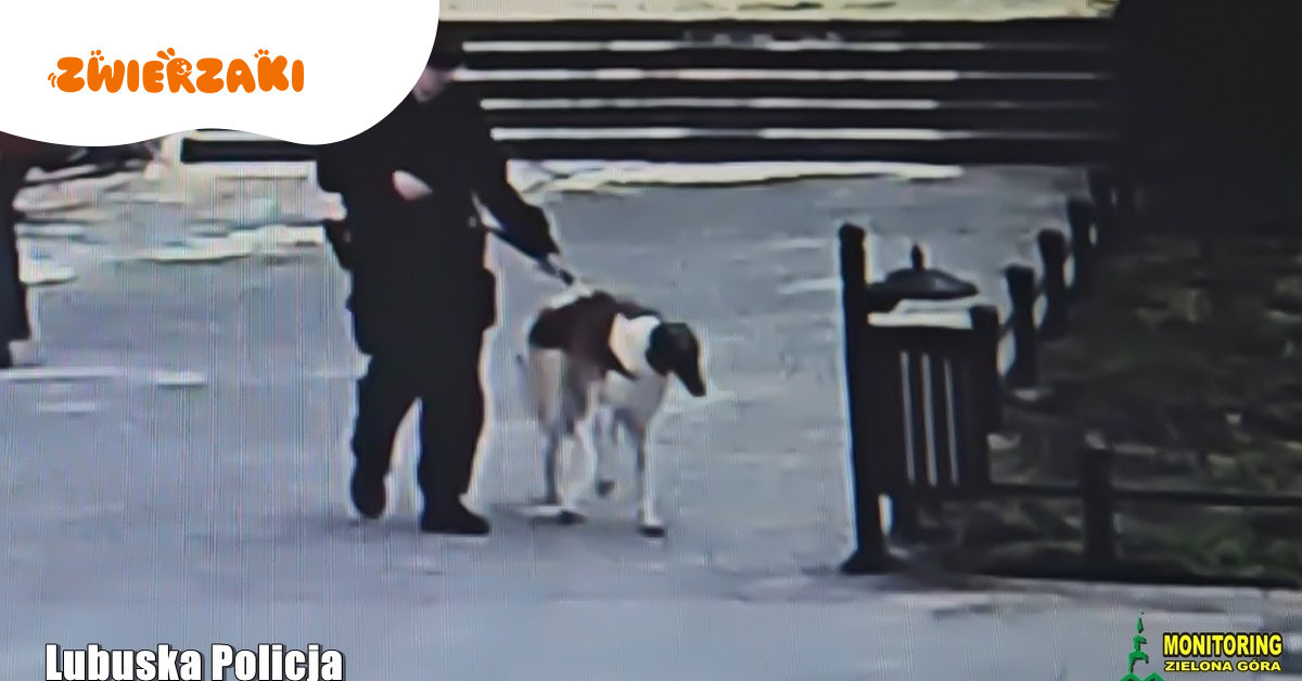 Pies uratowany z nagrzanego samochodu w Zielonej Górze. Policja apeluje: to realne zagrożenie życia