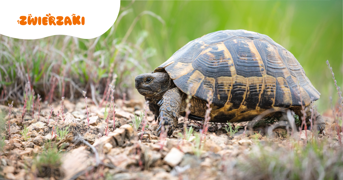 Żółw grecki w terrarium. Jak zapewnić mu odpowiednie warunki?