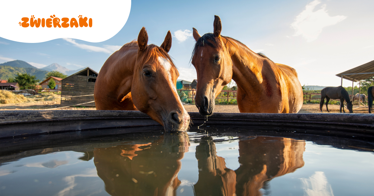 Koń traci na masie mimo dobrej diety. Jakie choroby mogą za tym stać?