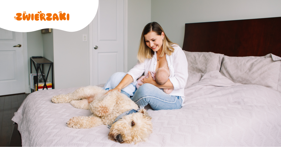 Zazdrość u psa o dziecko: jak pracować nad zachowaniem?