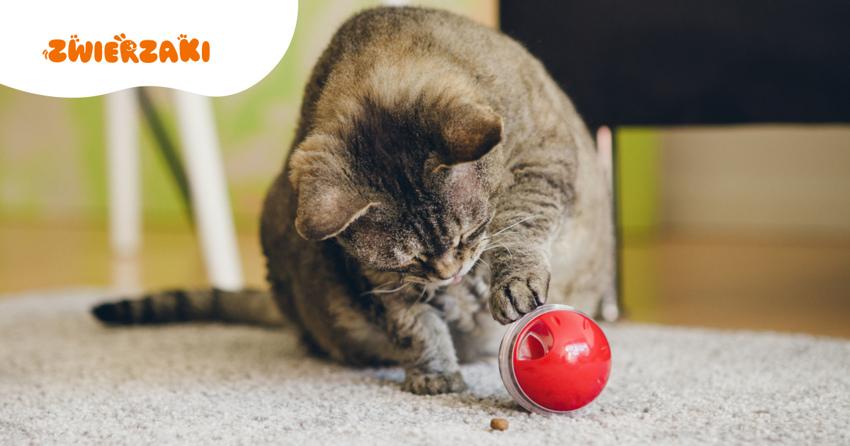 Innowacyjne akcesoria dla zwierząt: jakie urządzenia warto mieć w 2026 roku?