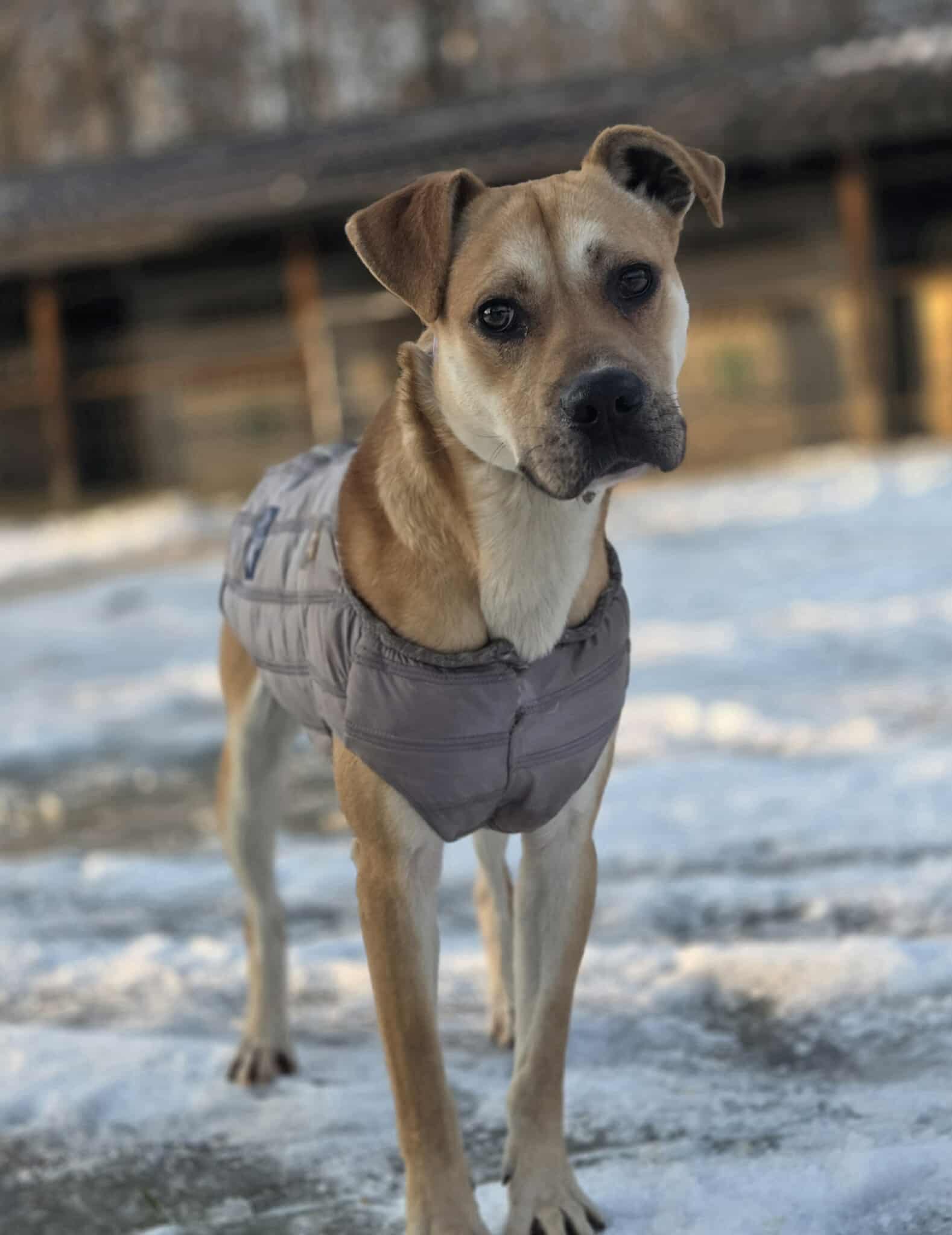 Błyszczyk mix Amstaf