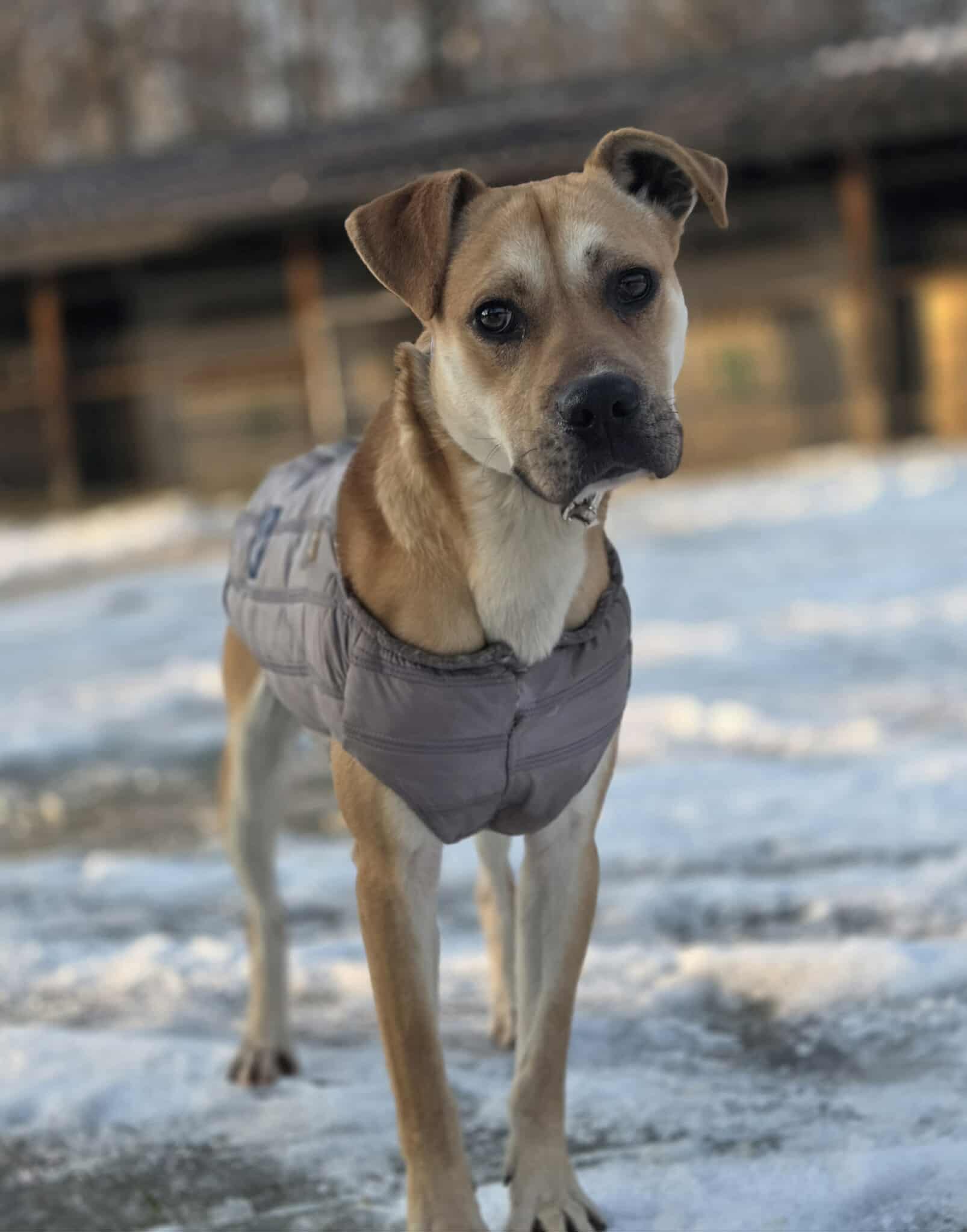 Błyszczyk mix Amstaf