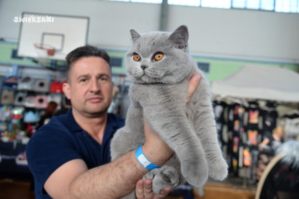 Międzynarodowa Wystawa Kotów Rasowych Szczecin 2026 – co działo się w miniony weekend?