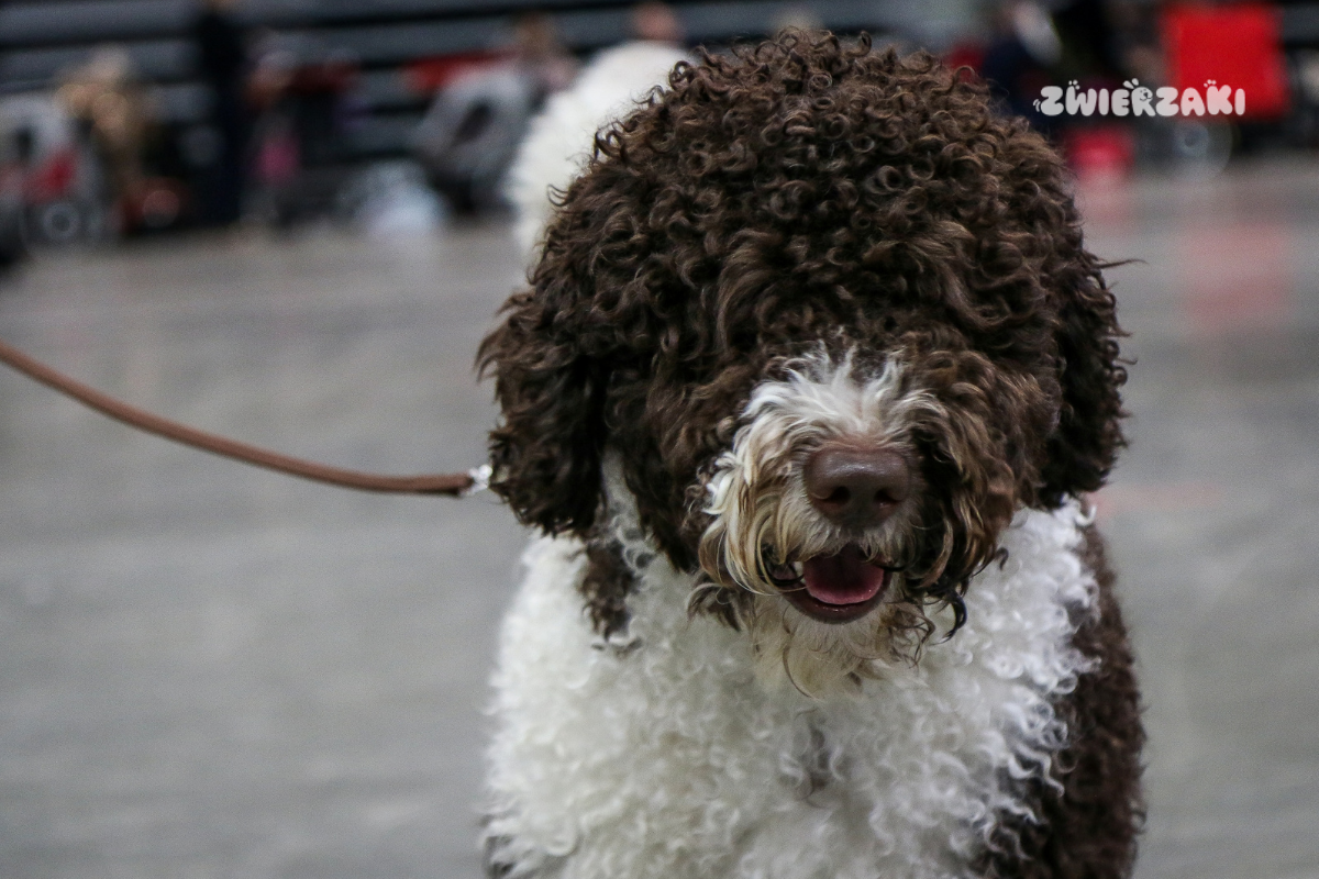 PreZero Arena w Gliwicach: Międzynarodowa Wystawa Psów Rasowych. Mamy zdjęcia!
