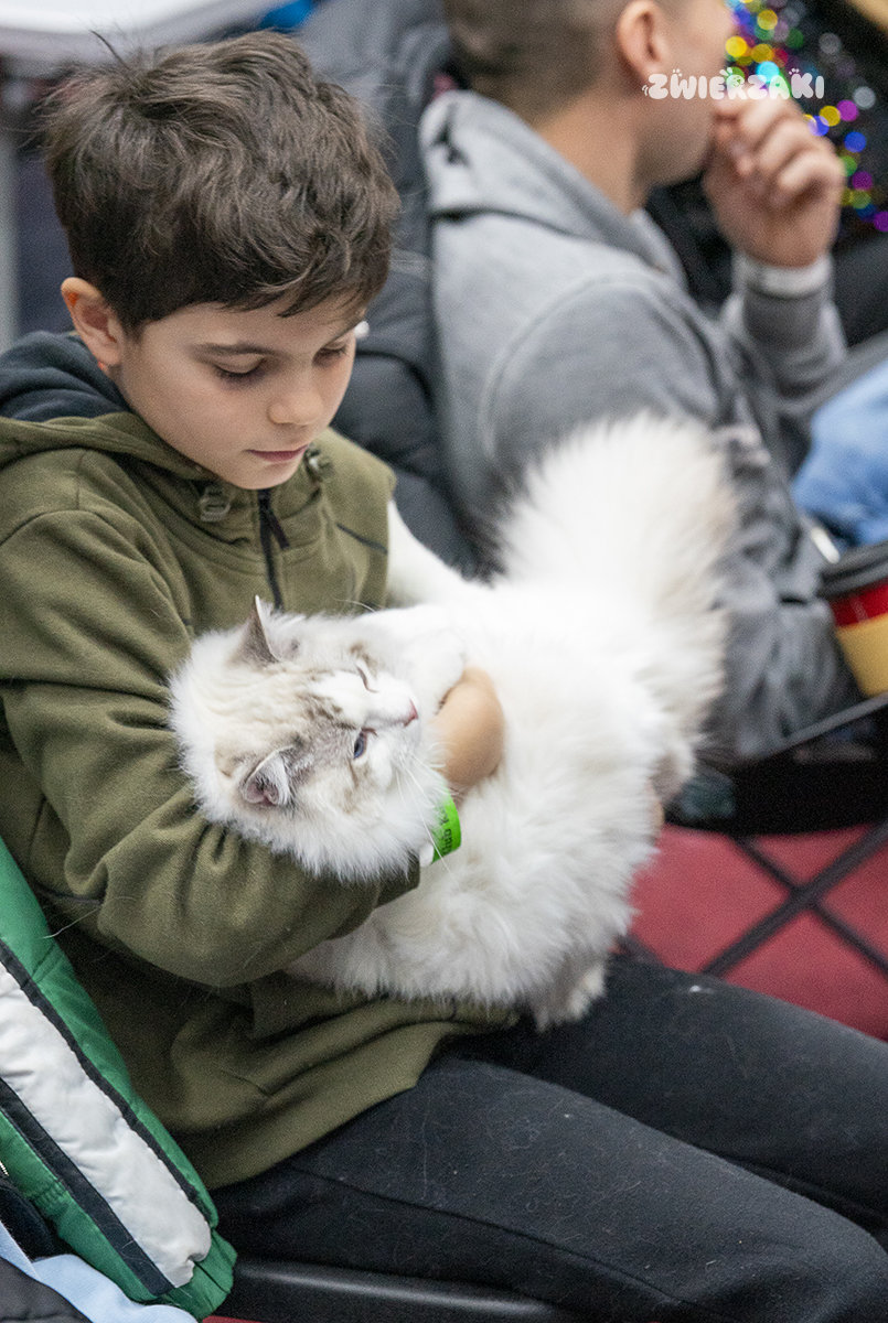 Wystawa kotów w Grodzisku Mazowieckim – kocie piękno i pasja hodowców