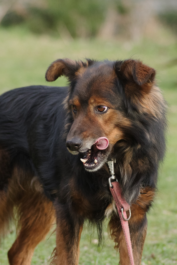 Zorro 