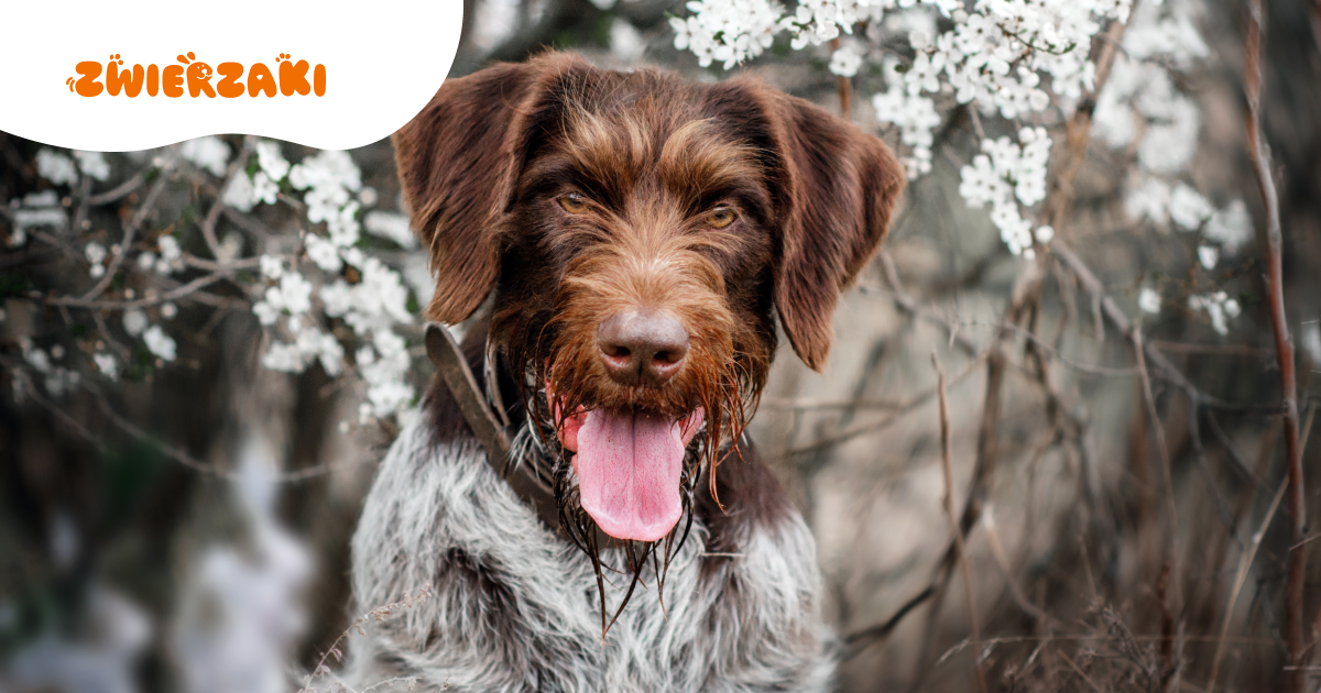 Polski spaniel myśliwski: rodzinny towarzysz i pies użytkowy w jednym