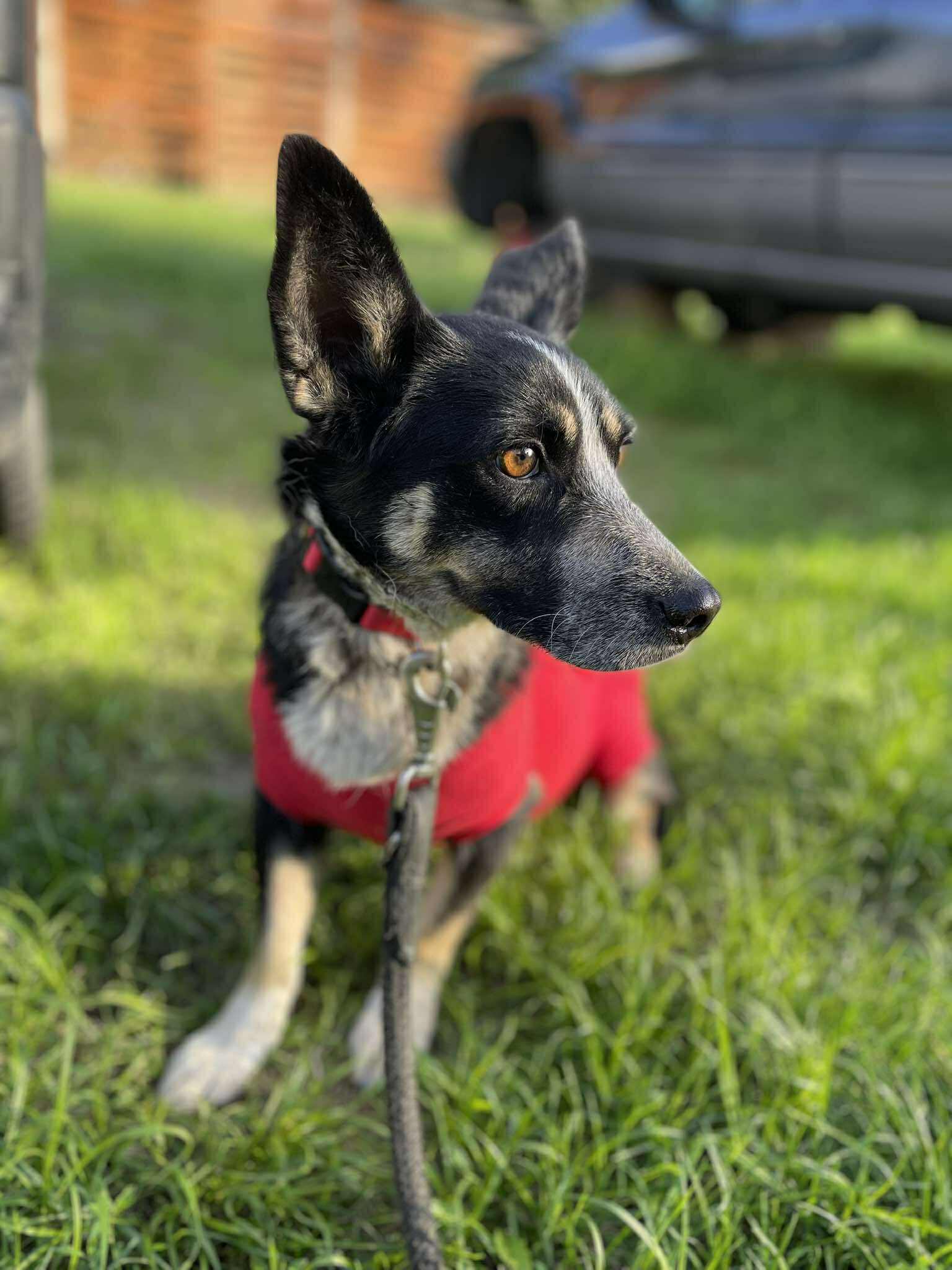 Lena 