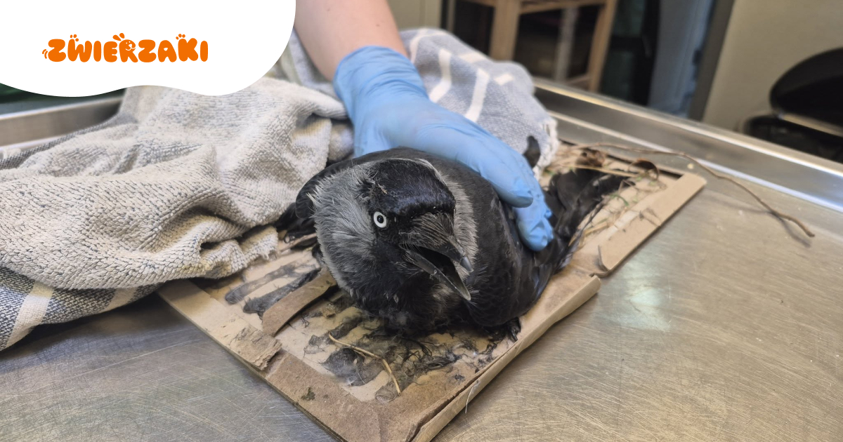 Niebezpieczne pułapki lepowe – śmiertelne zagrożenie dla ptaków! Warszawskie ZOO apeluje o rozsądek