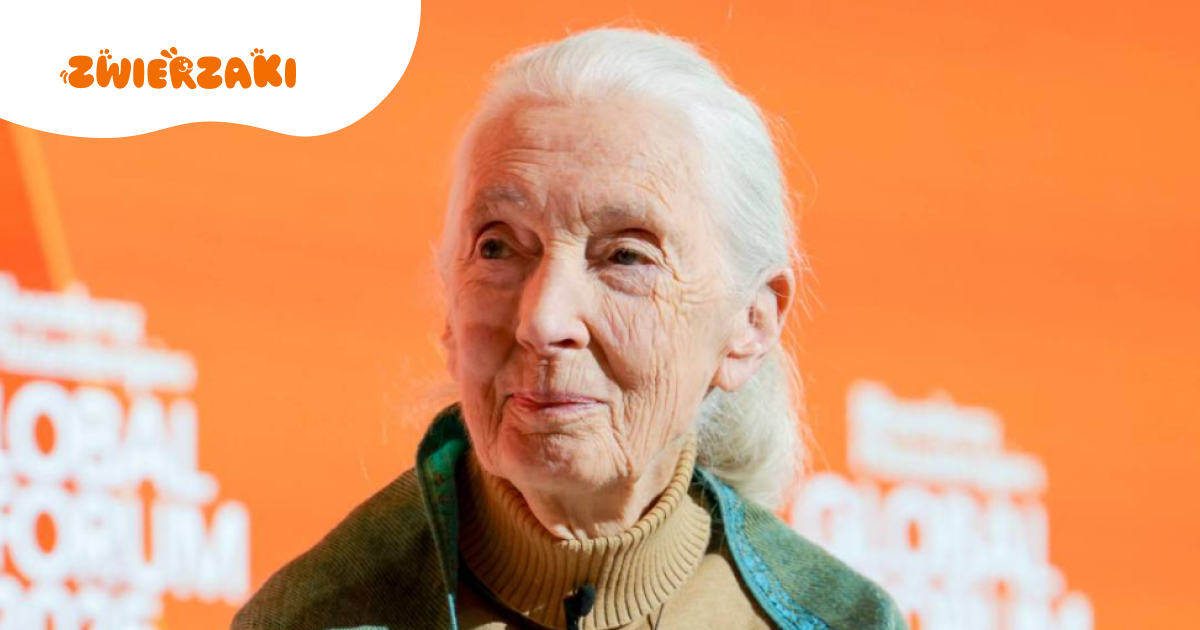 Jane Goodall nie żyje. Odeszła legenda świata przyrody