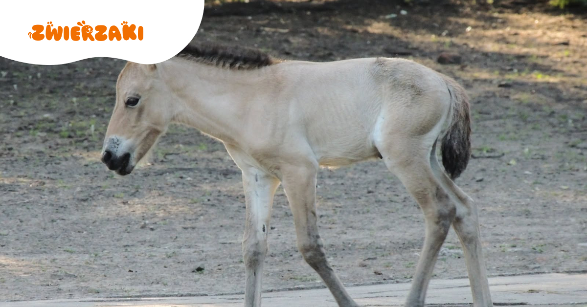 Baby boom w warszawskim ZOO trwa! Po narodzinach pudu przyszedł na świat koń Przewalskiego