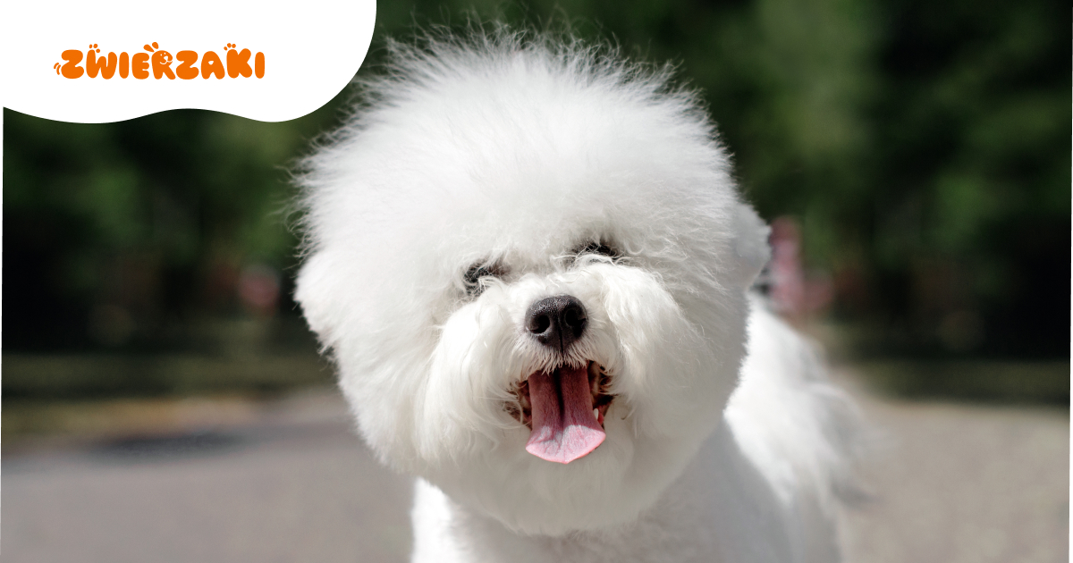 Bichon frise. Idealny pies do mieszkania?