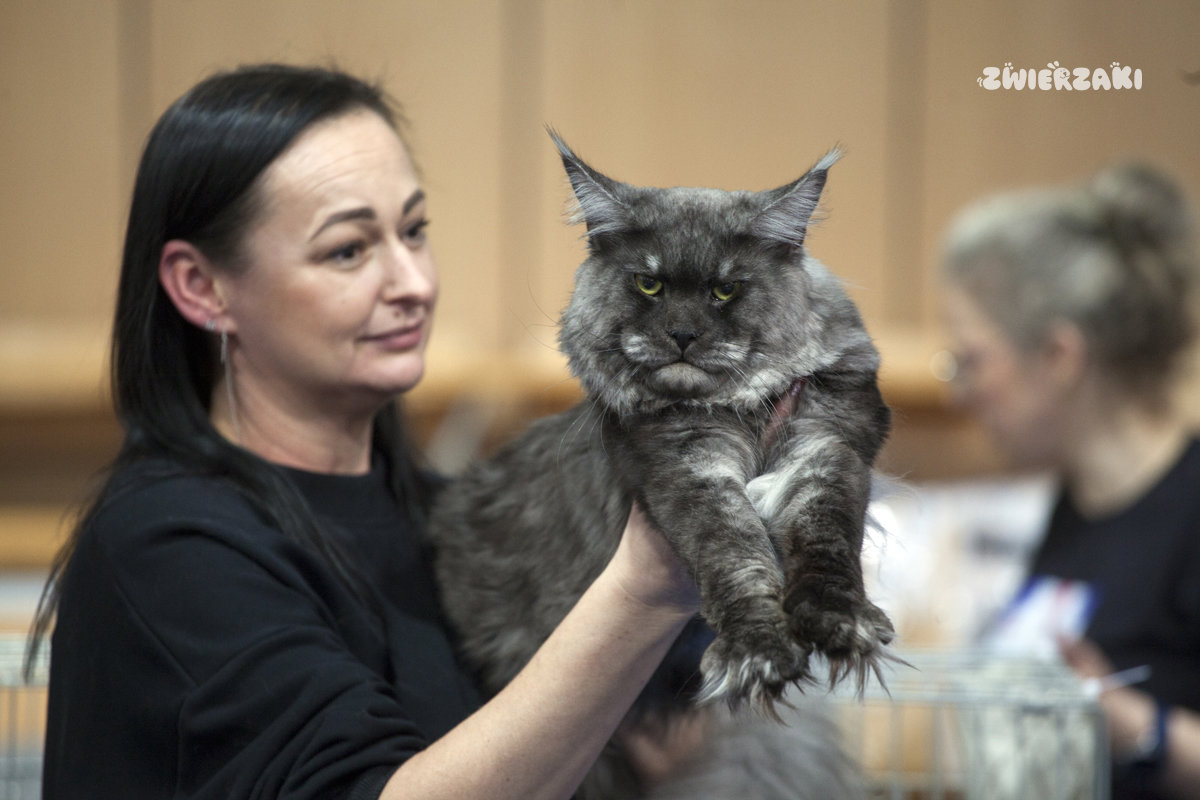 Międzynarodowa Wystawa Kotów Rasowych w Gdyni – fotorelacja z „British Aristocats Show” 