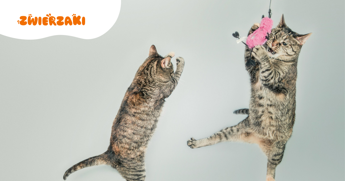 Czy kot zawsze „spada na cztery łapy”? Kiedy upadek jest groźny?