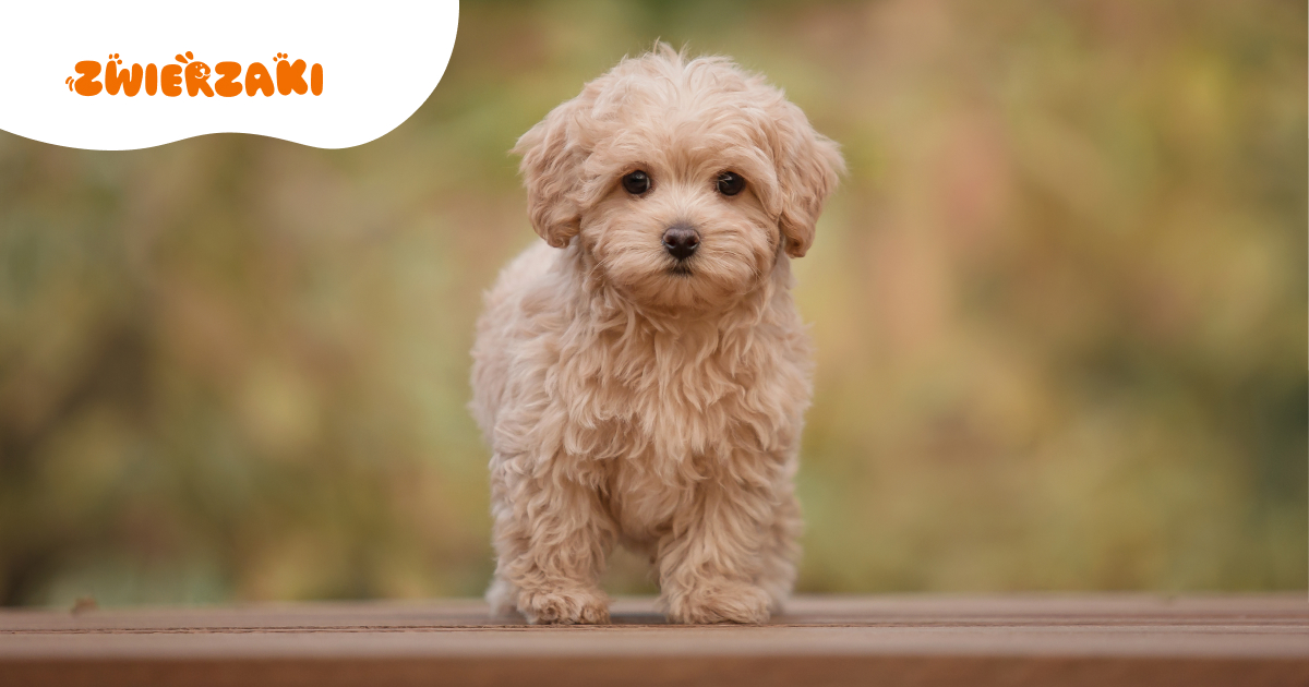 Maltipoo. Pielęgnacja i temperament tej uroczej rasy designerskiej