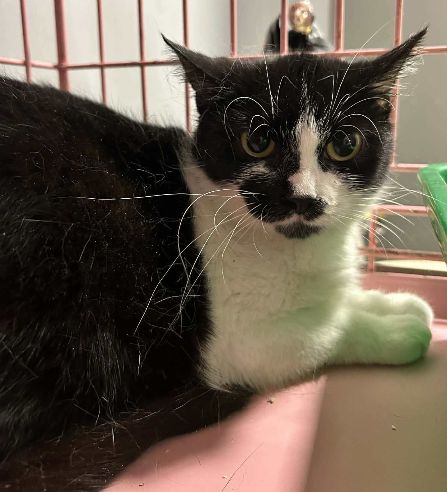 Kotka Zelka szuka domu -schronisko Zgierz -aktualne 