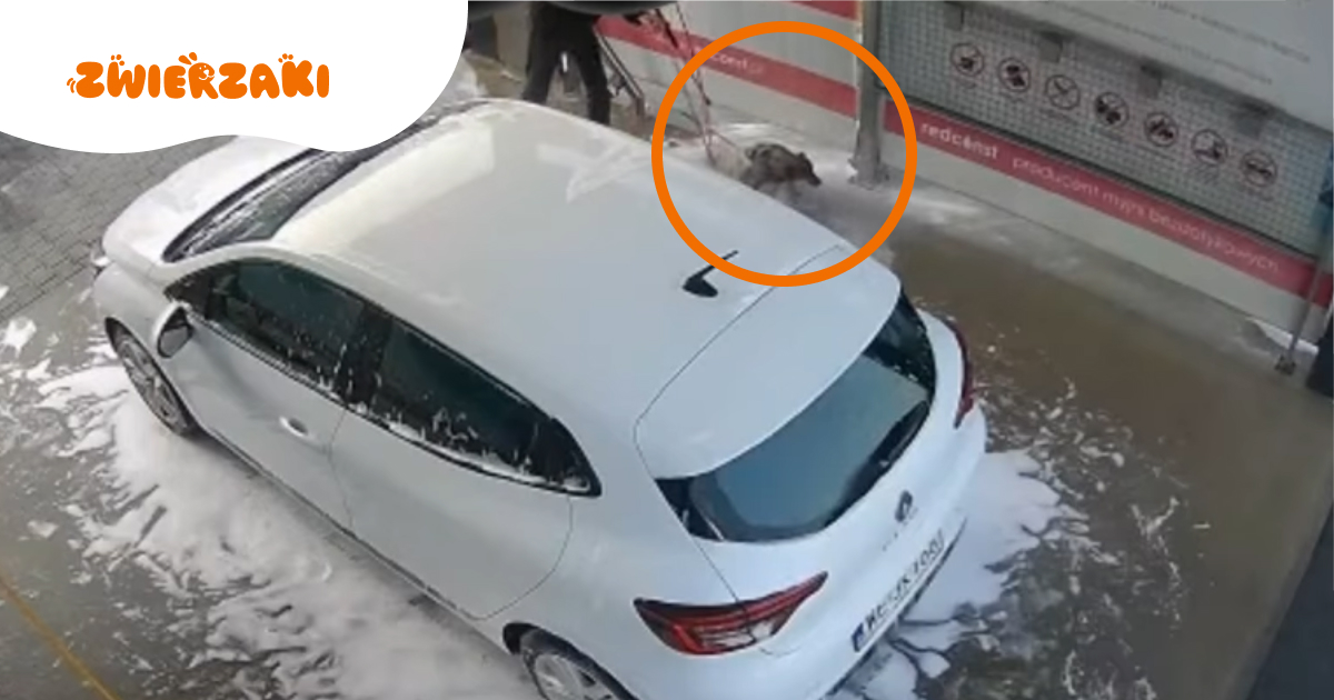 Wykąpał psa na myjni samochodowej. Jest wyrok