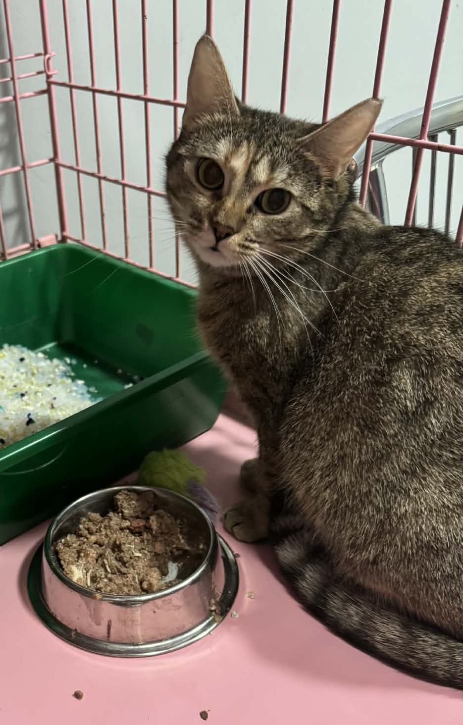 Kotka Zoja szuka domu schronisko Zgierz-aktualne 