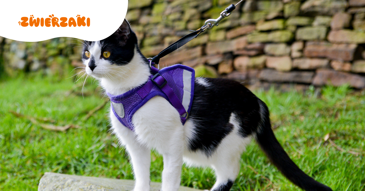 Szelki dla kota: komfort, bezpieczeństwo i styl w jednym