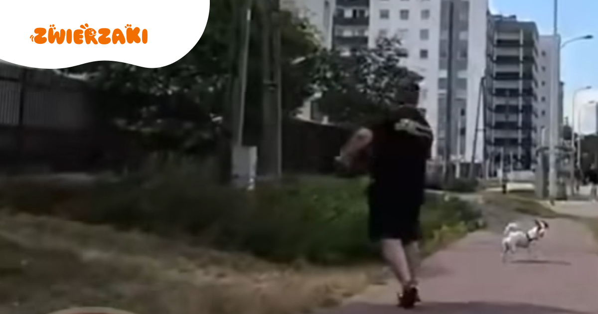Niebezpieczne chwile na ścieżce rowerowej – pies potrącony w Warszawie