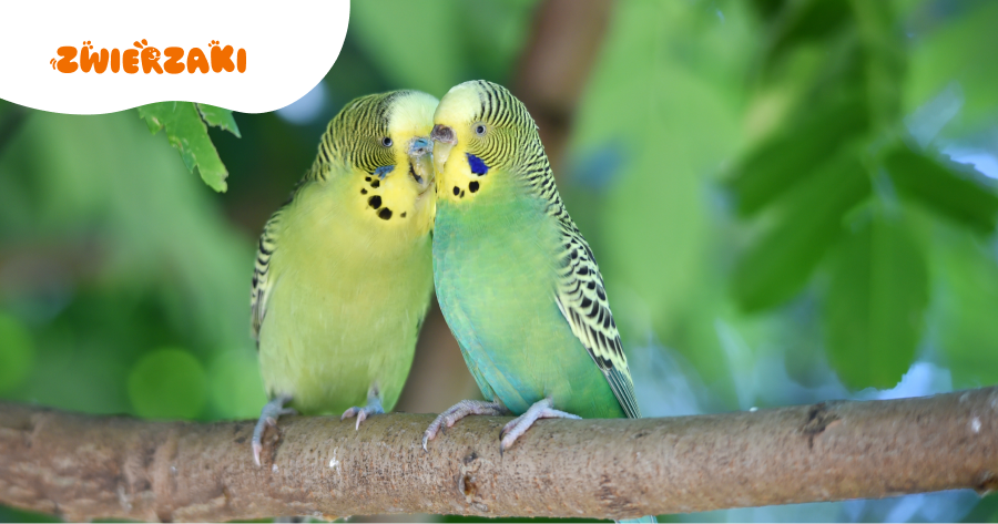 Czy papużki faliste hałasują w nocy? Sprawdź, co oznaczają nocne dźwięki