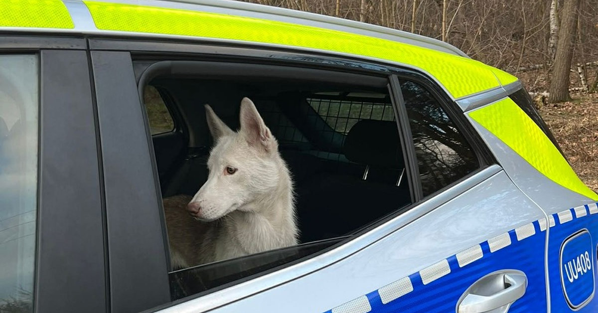 W Wigilię wyrzucił psa z samochodu. Grozi mu więzienie