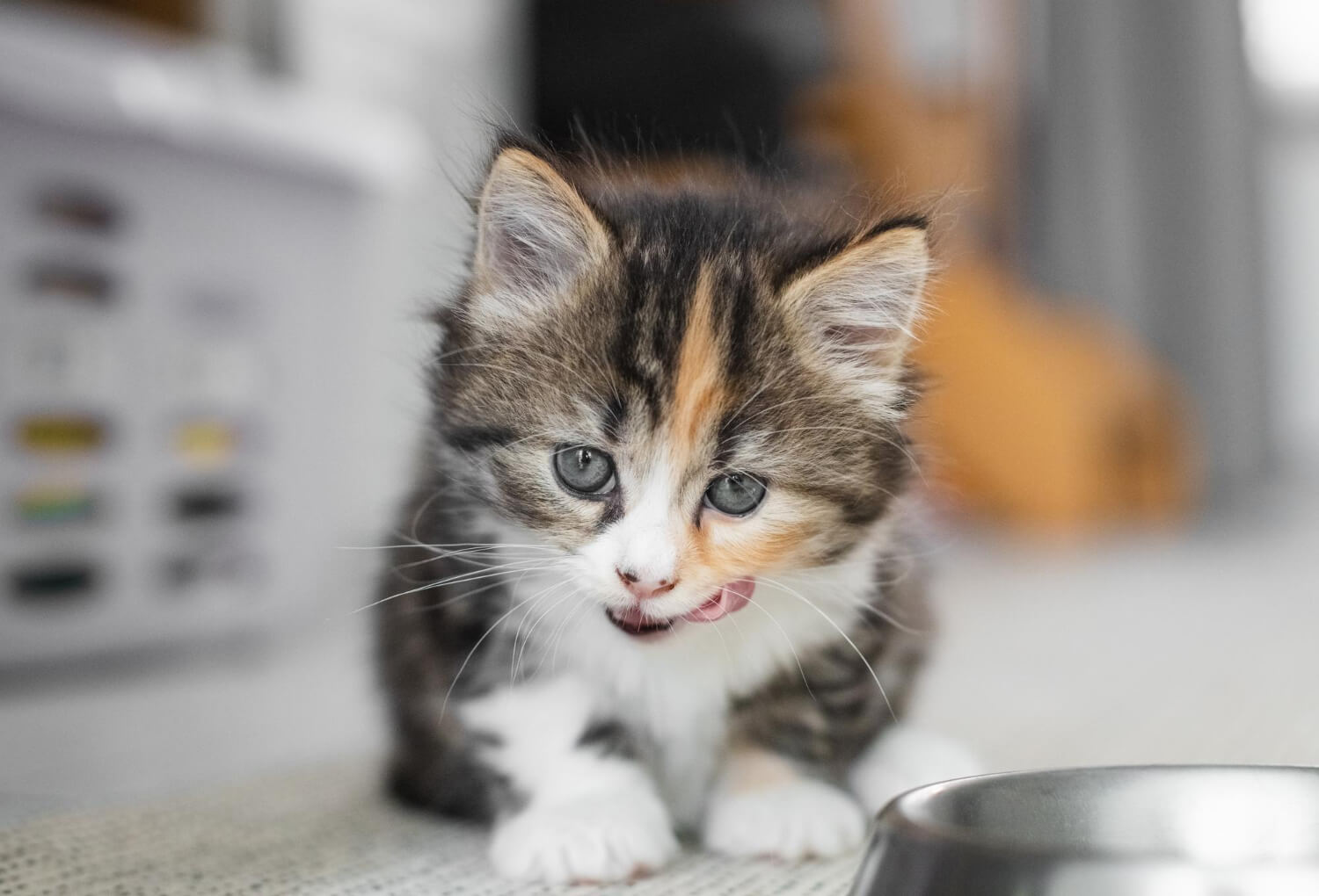 Jaka jest najlepsza karma dla małego kotka?