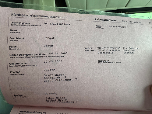 Fidelio – doświadczony koń sportowy - kadrowicz, idealny nauczyciel dla młodzieży