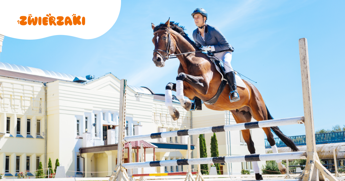 Czy koń holsztyński to idealny koń do skoków? Mocne i słabsze strony rasy