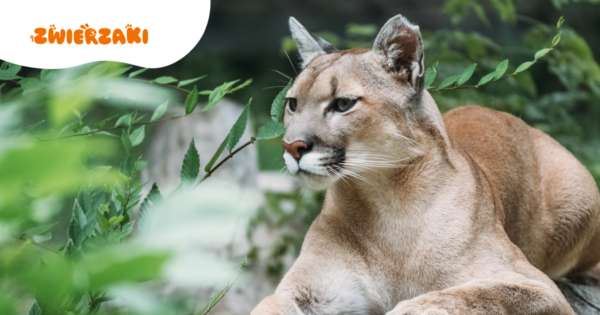 Puma Nubia: właściciel skazany na rok więzienia w zawieszeniu